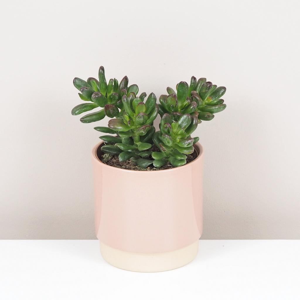Tučnolist / Crassula ovata ‘Gandalf’