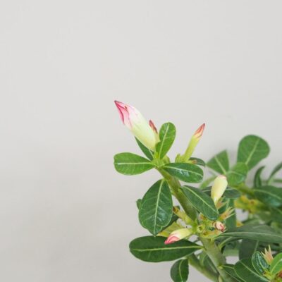 Adenium obesum ‘Pinkstar’ / Púštna ruža Adenium obesum ‘Pinkstar’