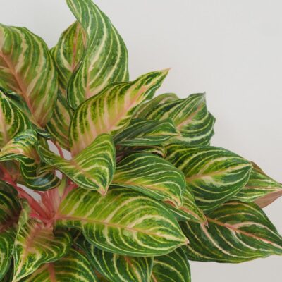 Aglaonema ‘Dreamcatcher’ maxi Aglaonema Dreamcatcher nenarocna farebna izbova rastlina