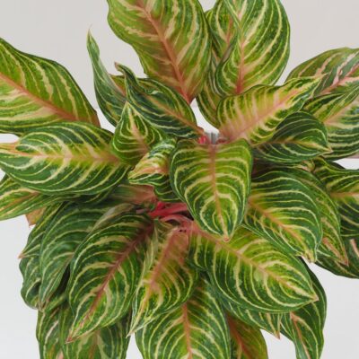 Aglaonema ‘Dreamcatcher’ maxi Aglaonema Dreamcatcher nenarocna farebna izbova rastlina