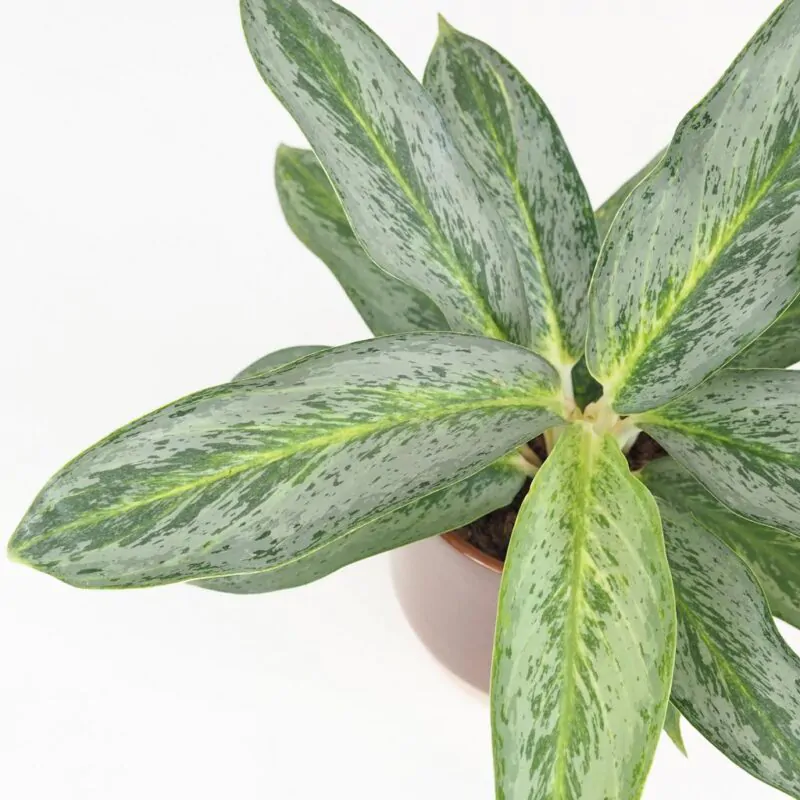 Aglaonema Emerald Stone nenarocna izbova rastlina