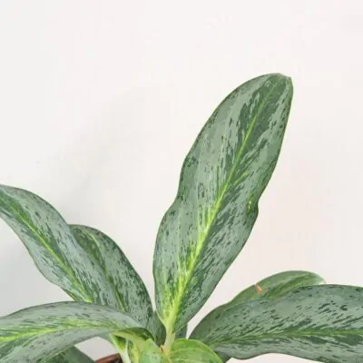 Aglaonema Emerald Stone nenarocna izbova rastlina
