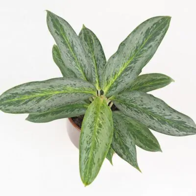 Aglaonema Emerald Stone nenarocna izbova rastlina
