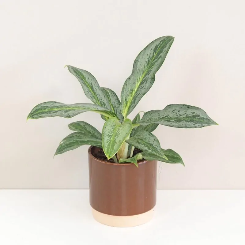 Aglaonema Emerald Stone nenarocna izbova rastlina