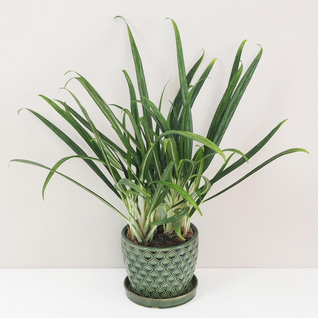 Aglaonema ‘Slim Jim’