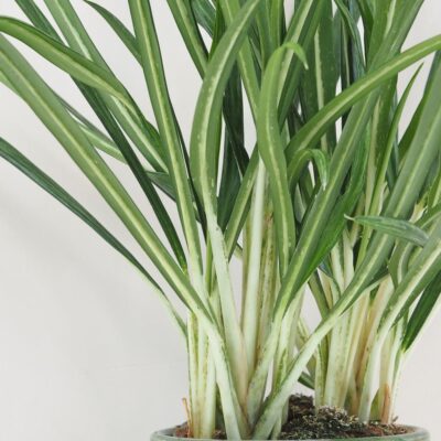 Aglaonema ‘Slim Jim’ aglaonema slim jim nenarocna izbova rastlina zelena