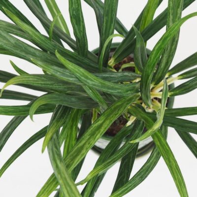 Aglaonema ‘Slim Jim’ aglaonema slim jim nenarocna izbova rastlina zelena