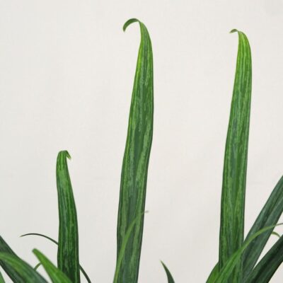 Aglaonema ‘Slim Jim’ aglaonema slim jim nenarocna izbova rastlina zelena