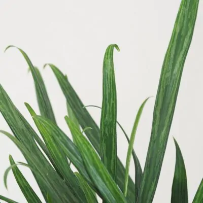 Aglaonema ‘Slim Jim’ aglaonema slim jim nenarocna izbova rastlina zelena