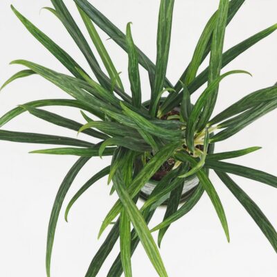 Aglaonema ‘Slim Jim’ aglaonema slim jim nenarocna izbova rastlina zelena