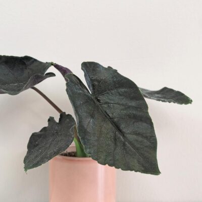 alocasia antoro velvet vzacna izbova rastlina cierna