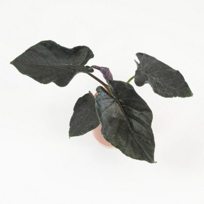 Alocasia ‘Antoro velvet’ malá alocasia antoro velvet vzacna izbova rastlina cierna