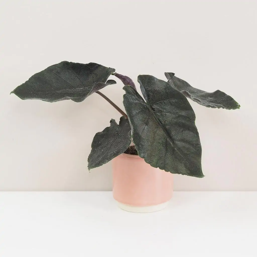 Alocasia ‘Antoro velvet’ malá