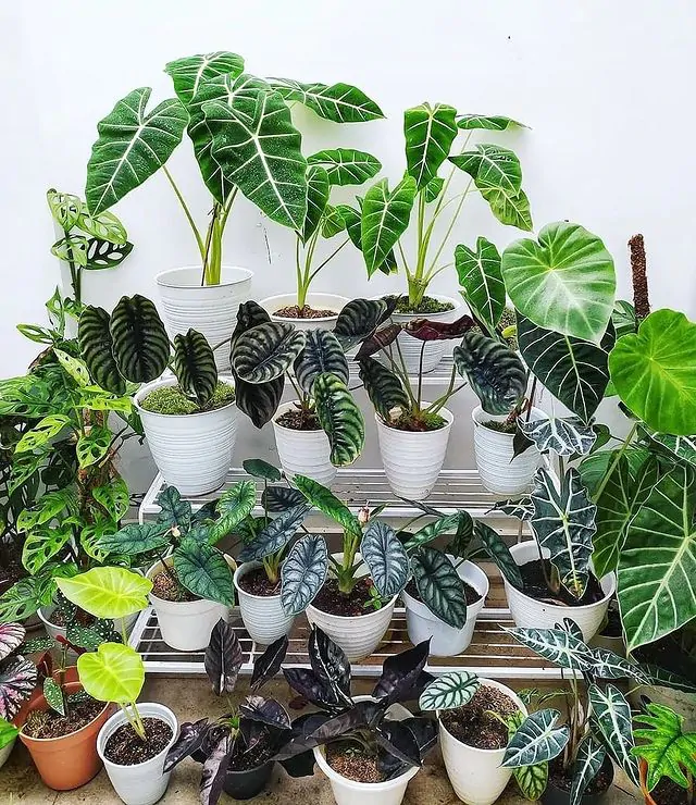 Alocasia - 20 najzaujímajších druhov, ktoré môžu skrášliť váš interiér alocasia rozne druhy a starostlivost