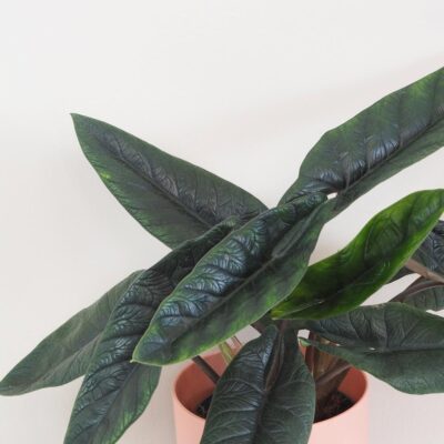 Alocasia scalprum veľká alocasia scalprum raritna izbova rastlina