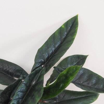 Alocasia scalprum veľká alocasia scalprum raritna izbova rastlina