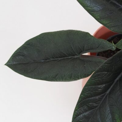 Alocasia scalprum veľká alocasia scalprum raritna izbova rastlina