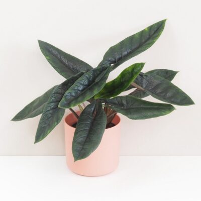 alocasia scalprum raritna izbova rastlina