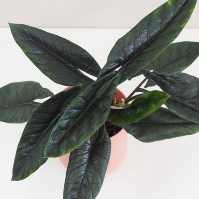 Alocasia scalprum veľká alocasia scalprum raritna izbova rastlina