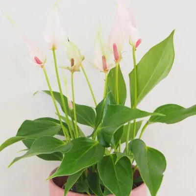Anthurium andraeanum ‘Lilli’ Anthurium andraeanum Lilli ruzova anturia