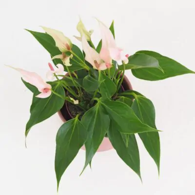 Anthurium andraeanum ‘Lilli’ Anthurium andraeanum Lilli ruzova anturia