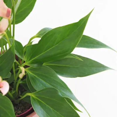 Anthurium andraeanum Lilli ruzova anturia