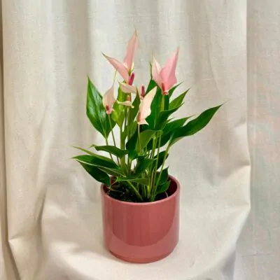 Anthurium andraeanum ‘Lilli’ anthurium andreanum lilli
