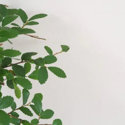 Bonsai Brest drobnolisty / Ulmus parvifolia