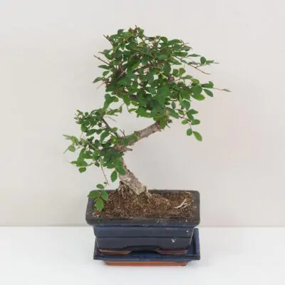 Bonsai Brest drobnolisty Ulmus parvifolia