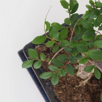 Bonsai Brest drobnolisty / Ulmus parvifolia