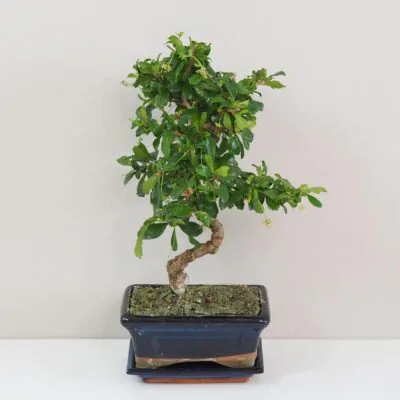 Bonsai caj fuki Carmona microphylla