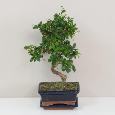 Bonsai caj fuki Carmona microphylla