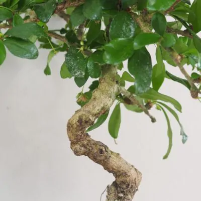 Bonsai caj fuki Carmona microphylla