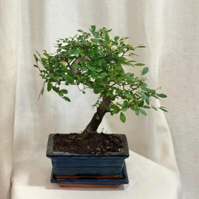 Bonsai Brest drobnolistý / Ulmus parvifolia