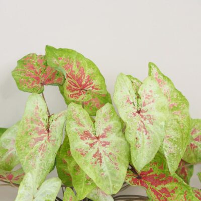 Caladium ‘Raspberry Moon’ maxi Caladium Raspberry Moon zeleno ruzova zaujimava izbova rastlina