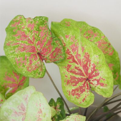 Caladium ‘Raspberry Moon’ maxi Caladium Raspberry Moon zeleno ruzova zaujimava izbova rastlina