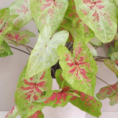 Caladium ‘Raspberry Moon’ maxi Caladium Raspberry Moon zeleno ruzova zaujimava izbova rastlina