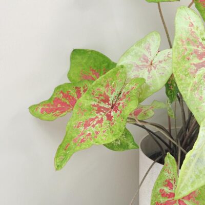 Caladium ‘Raspberry Moon’ maxi Caladium Raspberry Moon zeleno ruzova zaujimava izbova rastlina