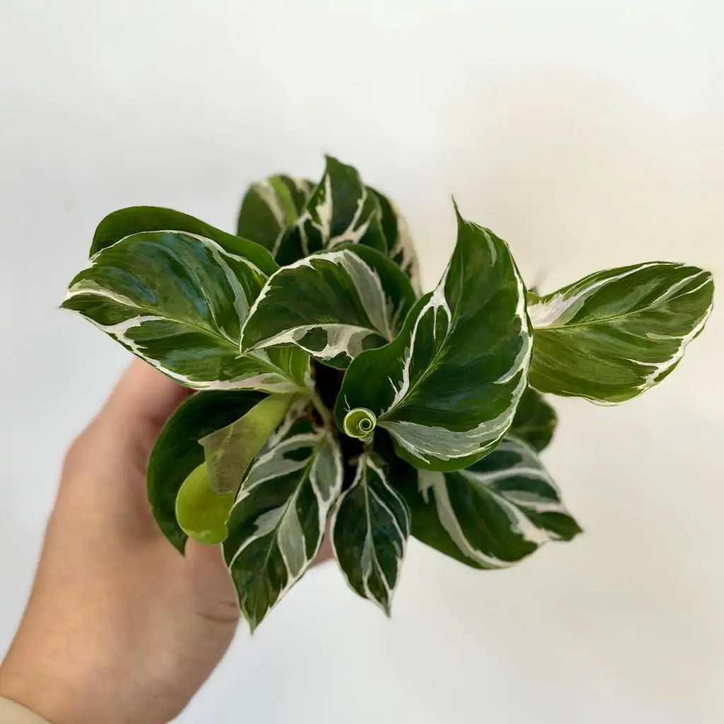Calathea ‘Fusion White’ malá