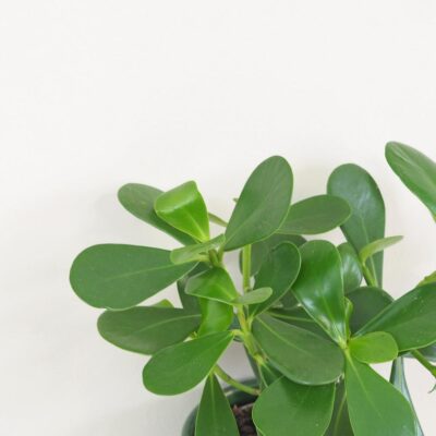 clusia major zelena izbova rastlina