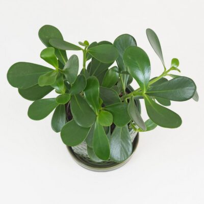 clusia major zelena izbova rastlina