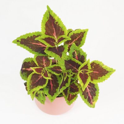 Coleus blumei ‘Alligator Alley’ Coleus blumei Alligator Alley okrasna africka zihlava farebna rastlina