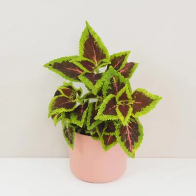 Coleus blumei Alligator Alley okrasna africka zihlava farebna rastlina
