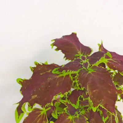 Coleus blumei burgundy okrasna africka zihlava farebna rastlina