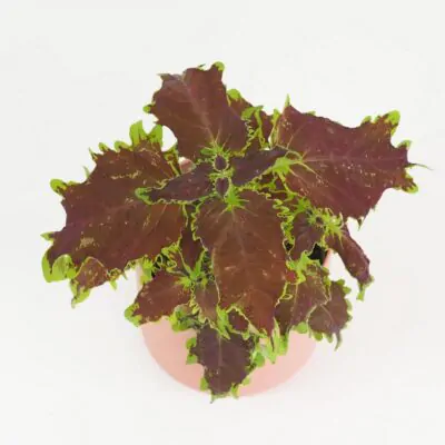 Coleus blumei burgundy okrasna africka zihlava farebna rastlina