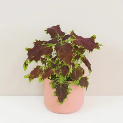 Coleus blumei burgundy okrasna africka zihlava farebna rastlina