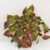 Coleus ‘Spacecake’ maxi coleus spacecake africka okrasna zihlava farebna rastlina