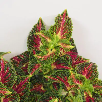 Coleus ‘Spacecake’ maxi coleus spacecake africka okrasna zihlava farebna rastlina