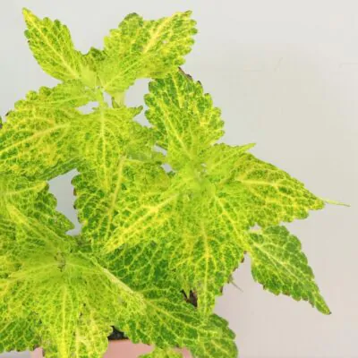 Coleus wizard golden okrasna africka zihlava farebna rastlina