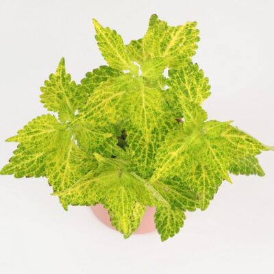Coleus wizard golden okrasna africka zihlava farebna rastlina
